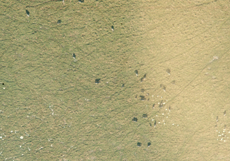 12Elephant